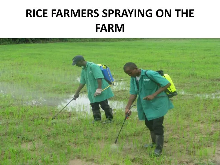 rice farmers spraying on the farm