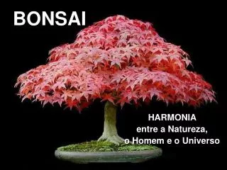bonsai