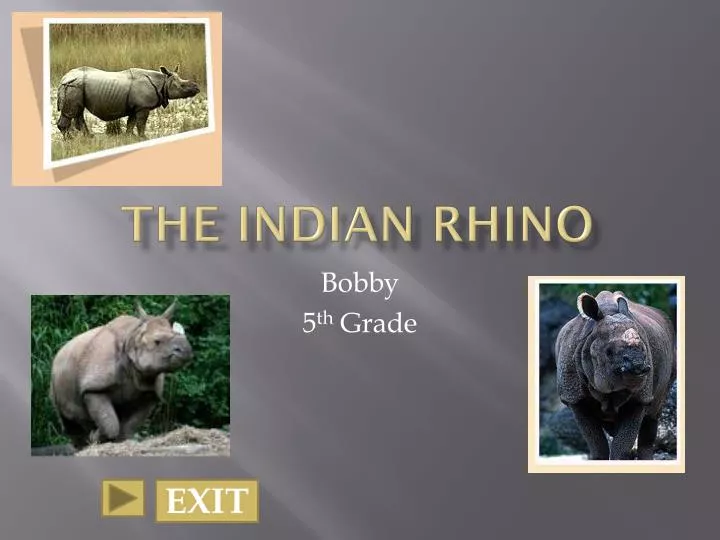the indian rhino