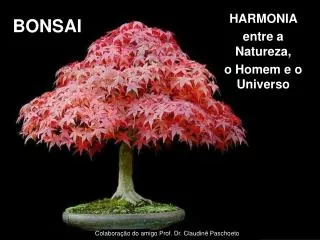 bonsai