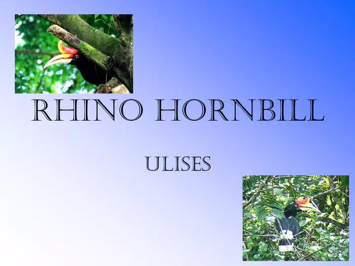 rhino hornbill