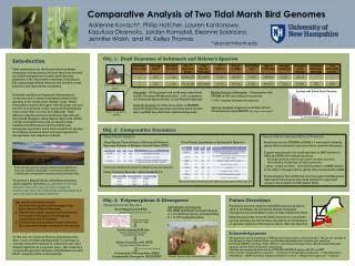 Comparative Analysis of Two Tidal Marsh Bird Genomes