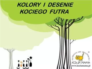 kolory i desenie