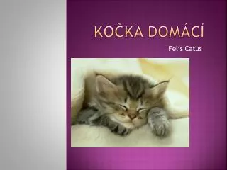 ko ka dom c