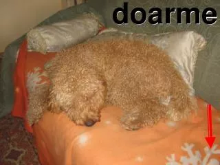 doarme