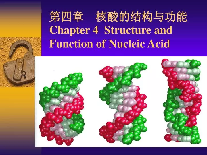 chapter 4 structure and function of nucleic acid