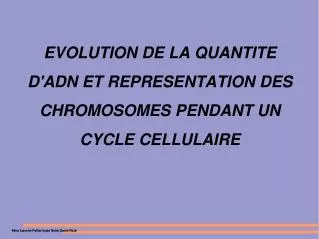 evolution de la quantite d adn et representation des chromosomes pendant un cycle cellulaire