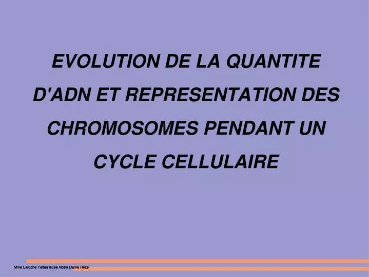 evolution de la quantite d adn et representation des chromosomes pendant un cycle cellulaire