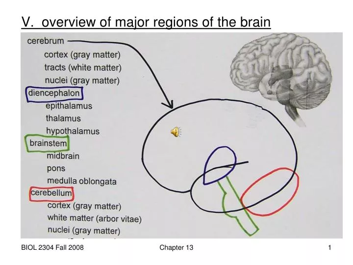 v overview of major regions of the brain