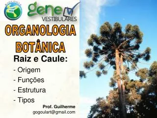 raiz e caule origem fun es estrutura tipos