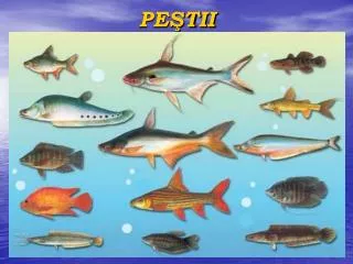 pe tii