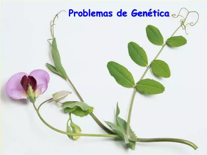 problemas de gen tica