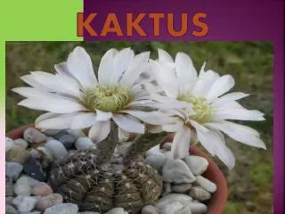 kaktus