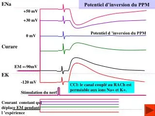 potentiel d inversion du ppm