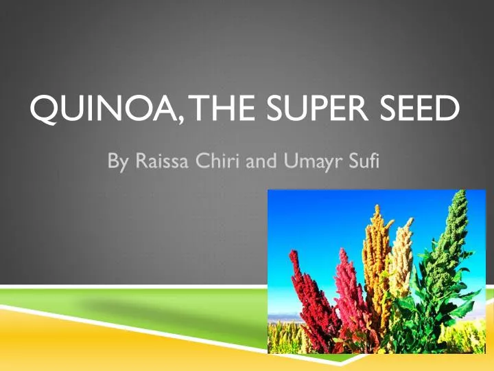 quinoa the super seed