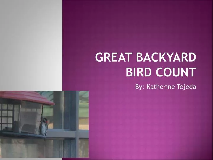 great backyard bird count