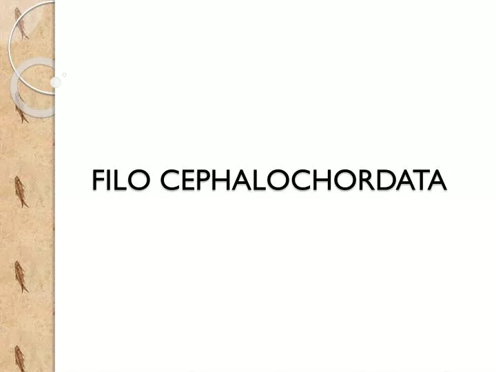 filo cephalochordata