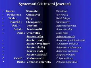 systematick azen jeseter