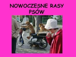 nowoczesne rasy ps w