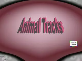 Animal Tracks