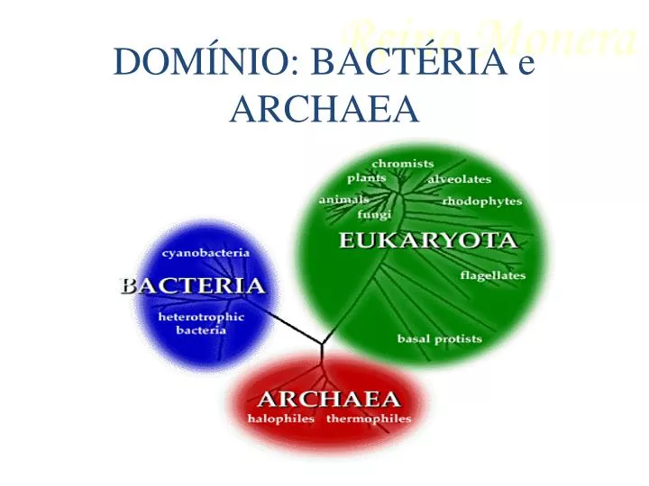 dom nio bact ria e archaea