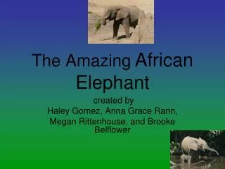 The Amazing African Elephant