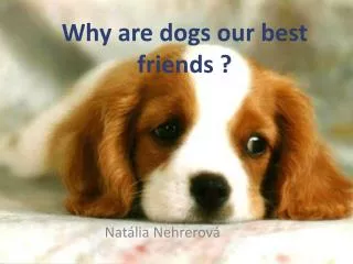 Why are dogs our best friends ?