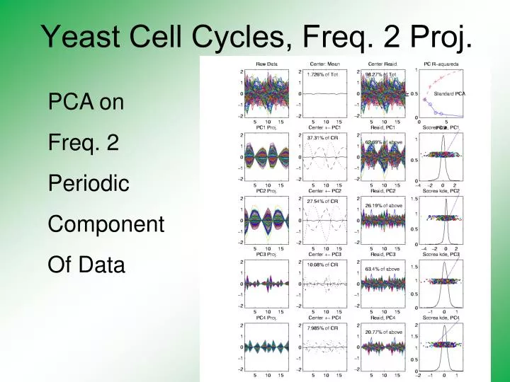 yeast cell cycles freq 2 proj