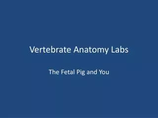 Vertebrate Anatomy Labs