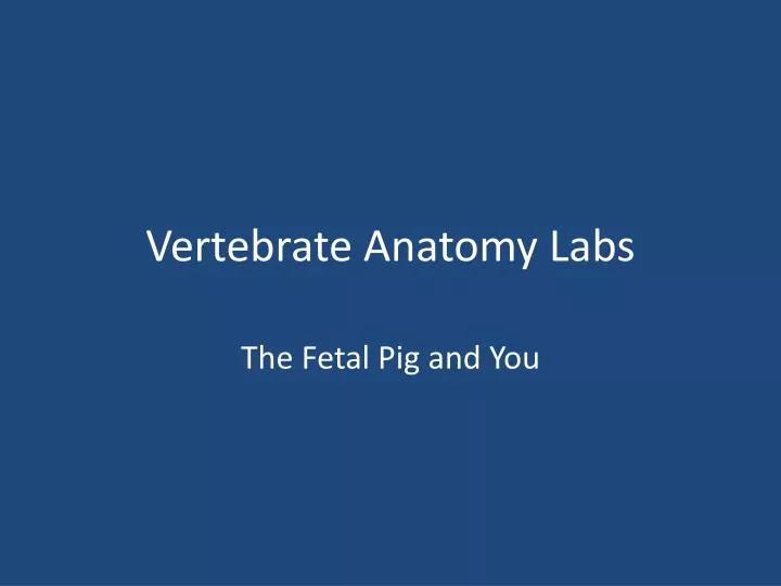 vertebrate anatomy labs