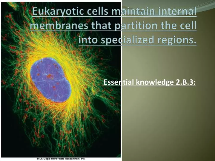 eukaryotic cells maintain internal membranes that partition the cell into specialized regions