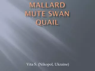 Mallard Mute Swan Quail