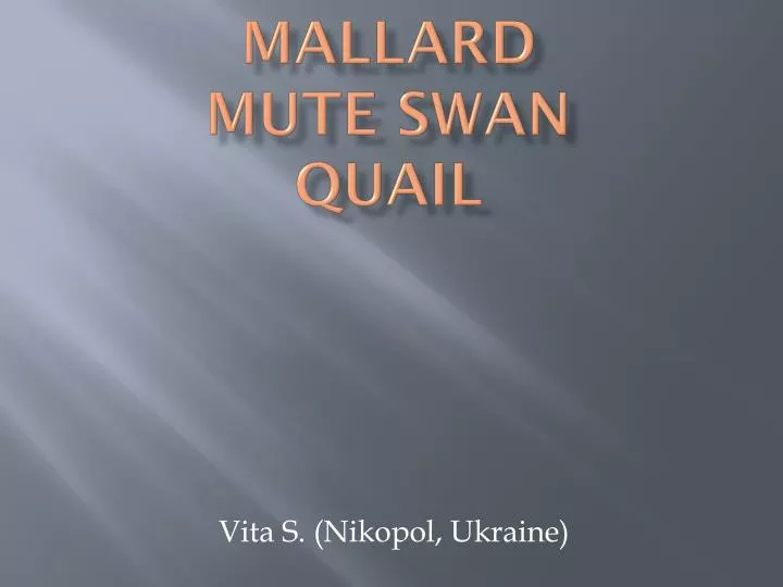 mallard mute swan quail