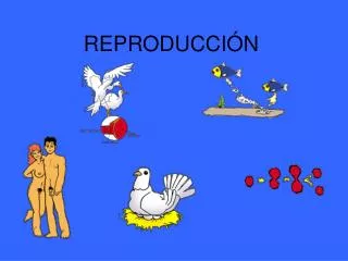 reproducci n