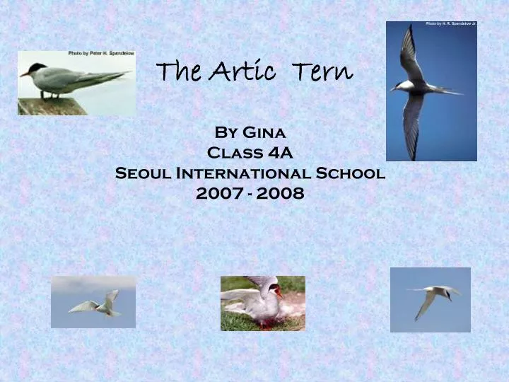 the artic tern