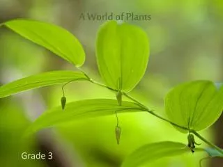 a world of plants