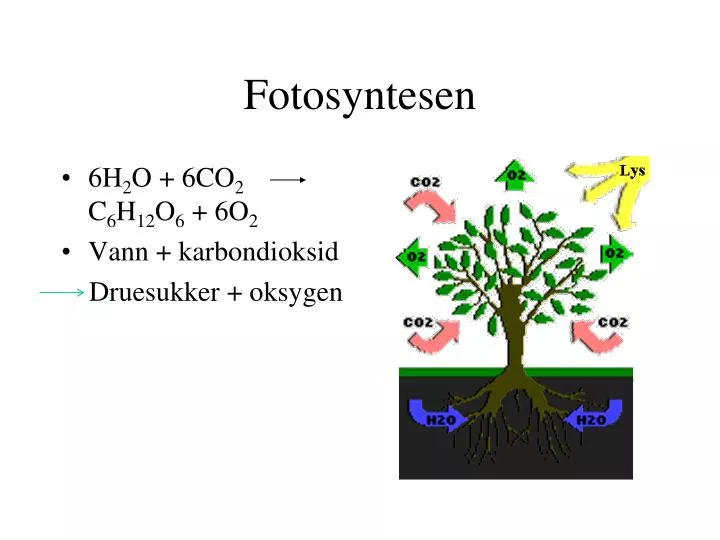 fotosyntesen