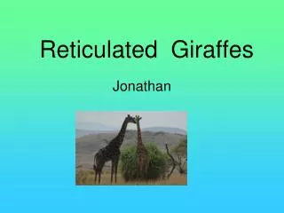 Reticulated Giraffes