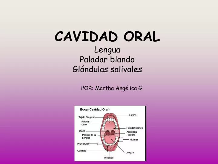 cavidad oral lengua paladar blando gl ndulas salivales