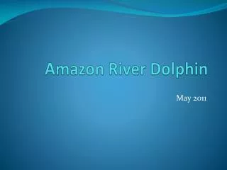 Amazon River Dolphin