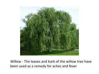 Willow - The leaves and bark of the willow tree have been used as a remedy for aches and fever