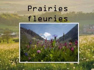 prairies fleuries