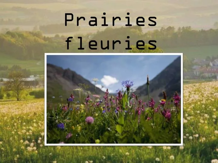 prairies fleuries