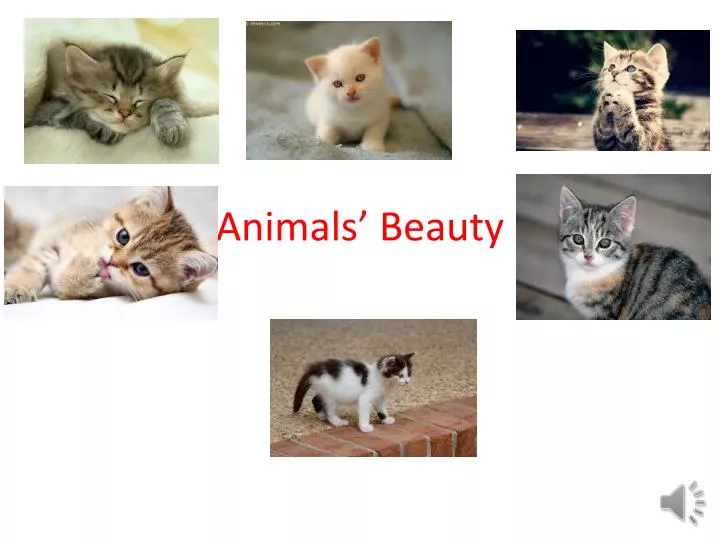 animals beauty