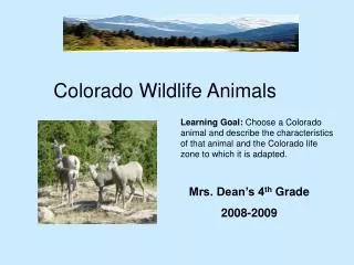 Colorado Wildlife Animals