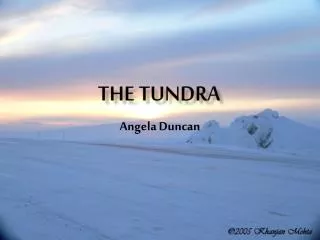 The Tundra