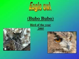 (Bubo Bubo) Bird of the year 2005