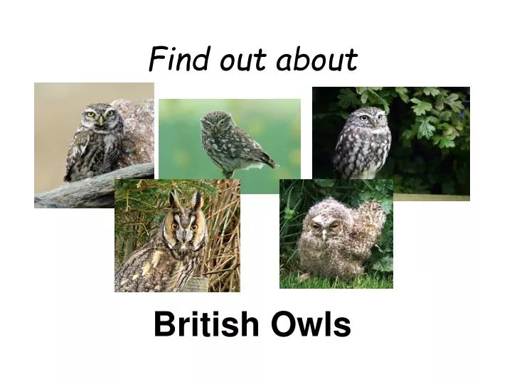 find out about british owls