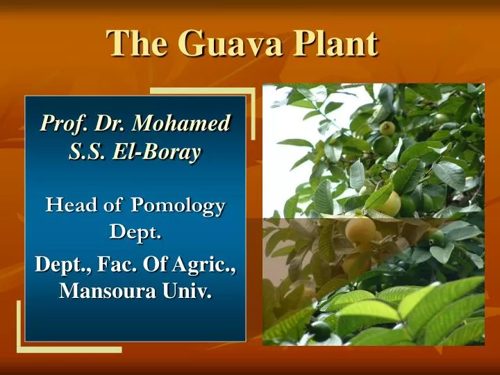 the guava plant