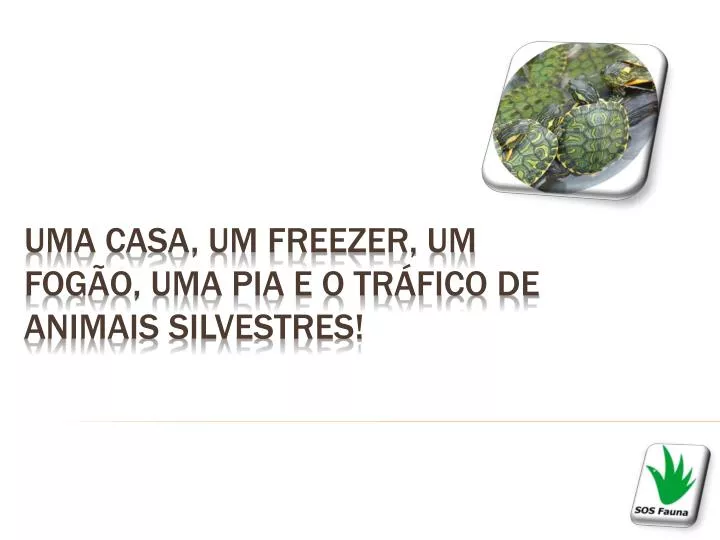 uma casa um freezer um fog o uma pia e o tr fico de animais silvestres